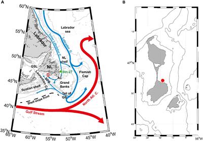 Growth Response of Arctica Islandica to North Atlantic Oceanographic Conditions Since 1850